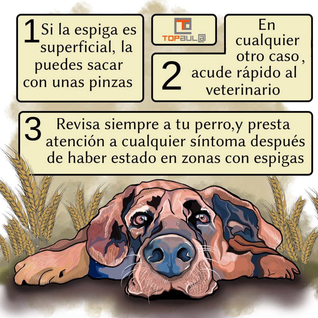 Infografia ¿Conoces los peligros de las espigas para tu perro? - www.topaulasalud.com