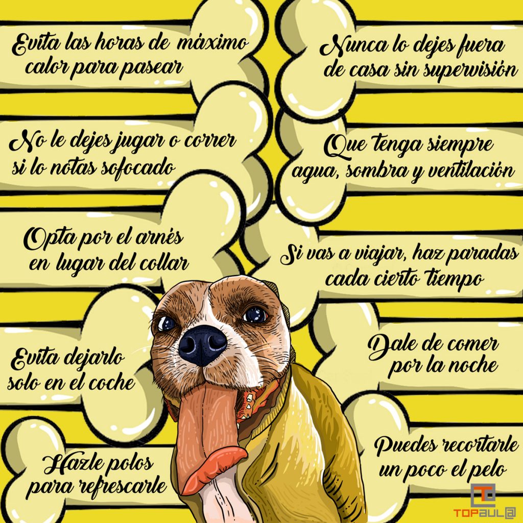 Infografía ¿Cómo evitar que nuestro perro sufra un golpe de calor? - www.topaula.com