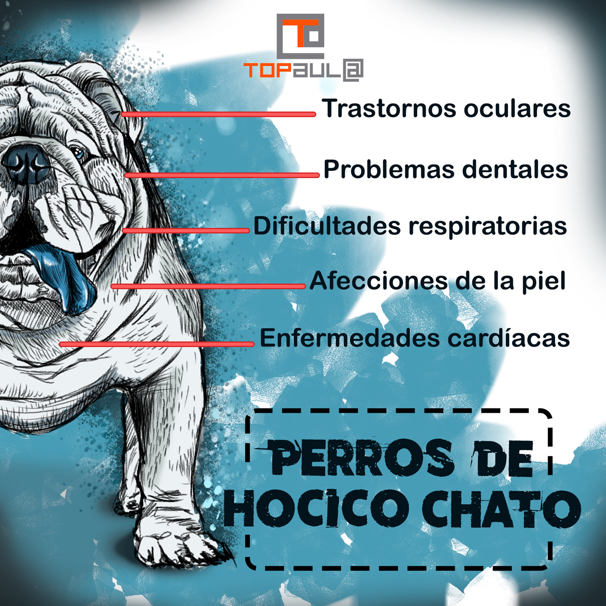 Infografía Problemas de salud que sufren los perros de hocico chato - www.topaula.com